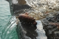 Hippo at the pool